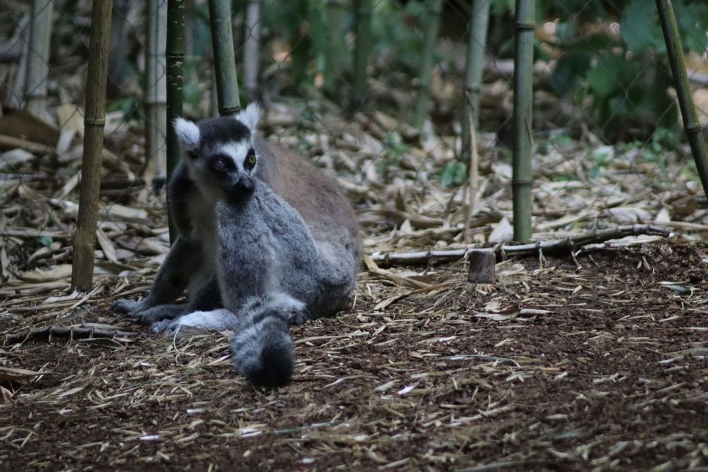 Grey Ring-Tail Lemur Nashville