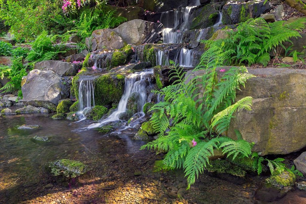 Ferns growing by waterfall at Rhododendron Garden in Portland, Oregon
