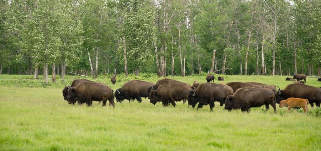 A herd of Plains Bison on natve prairie land. This is in Elk Island National Park, Alberta, Canada.