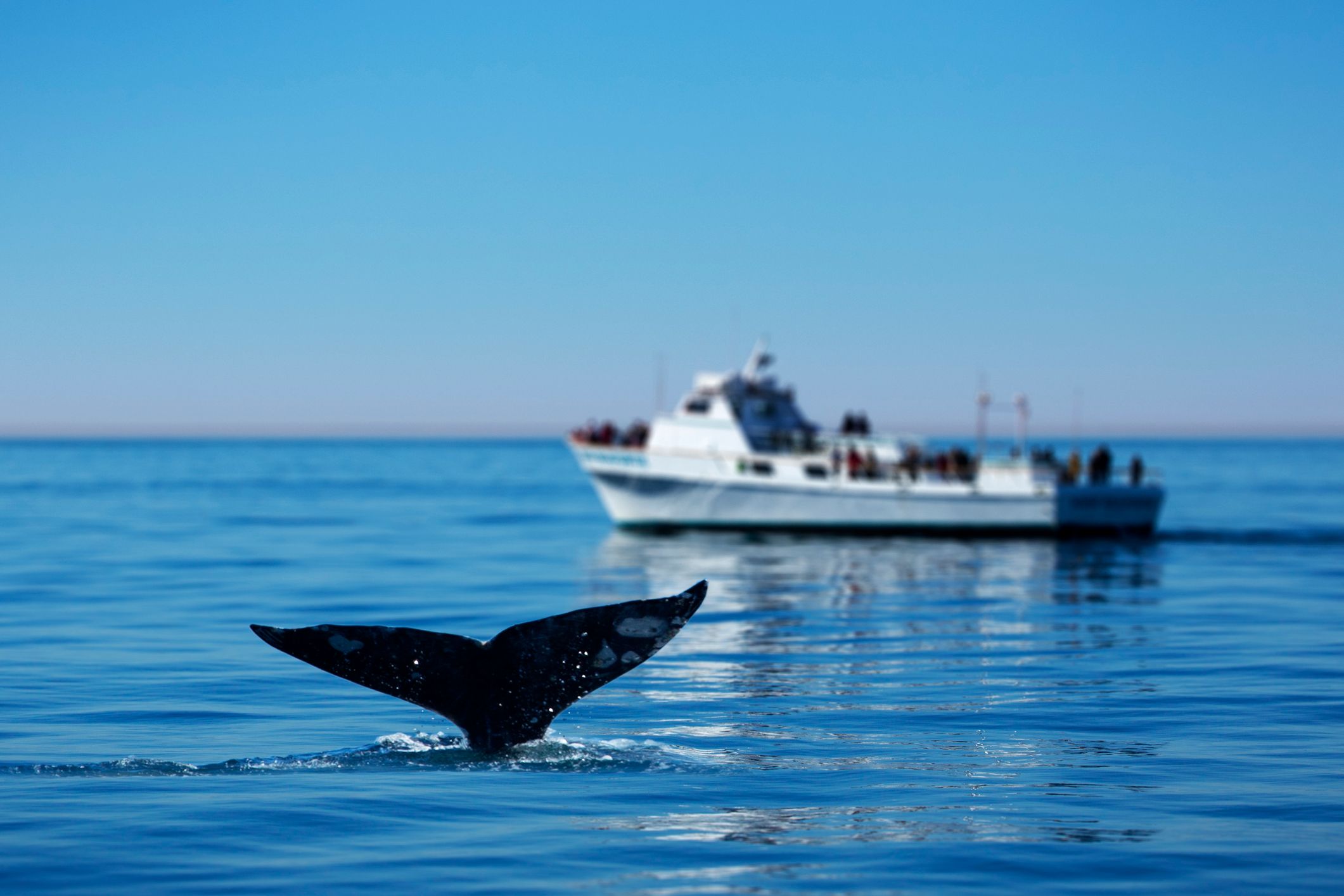 Gray Whale Watching