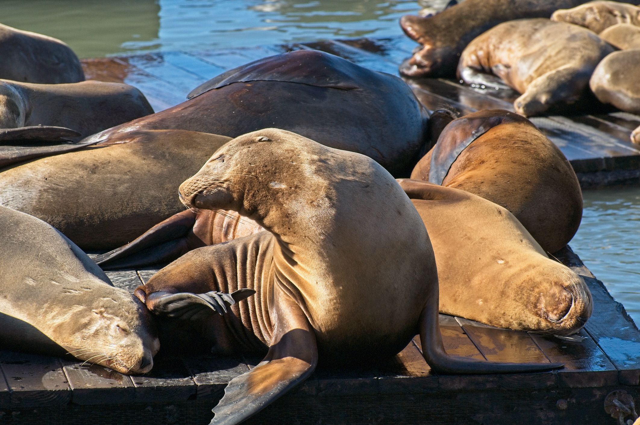 Sea lions rest on pier 39 San Francisco