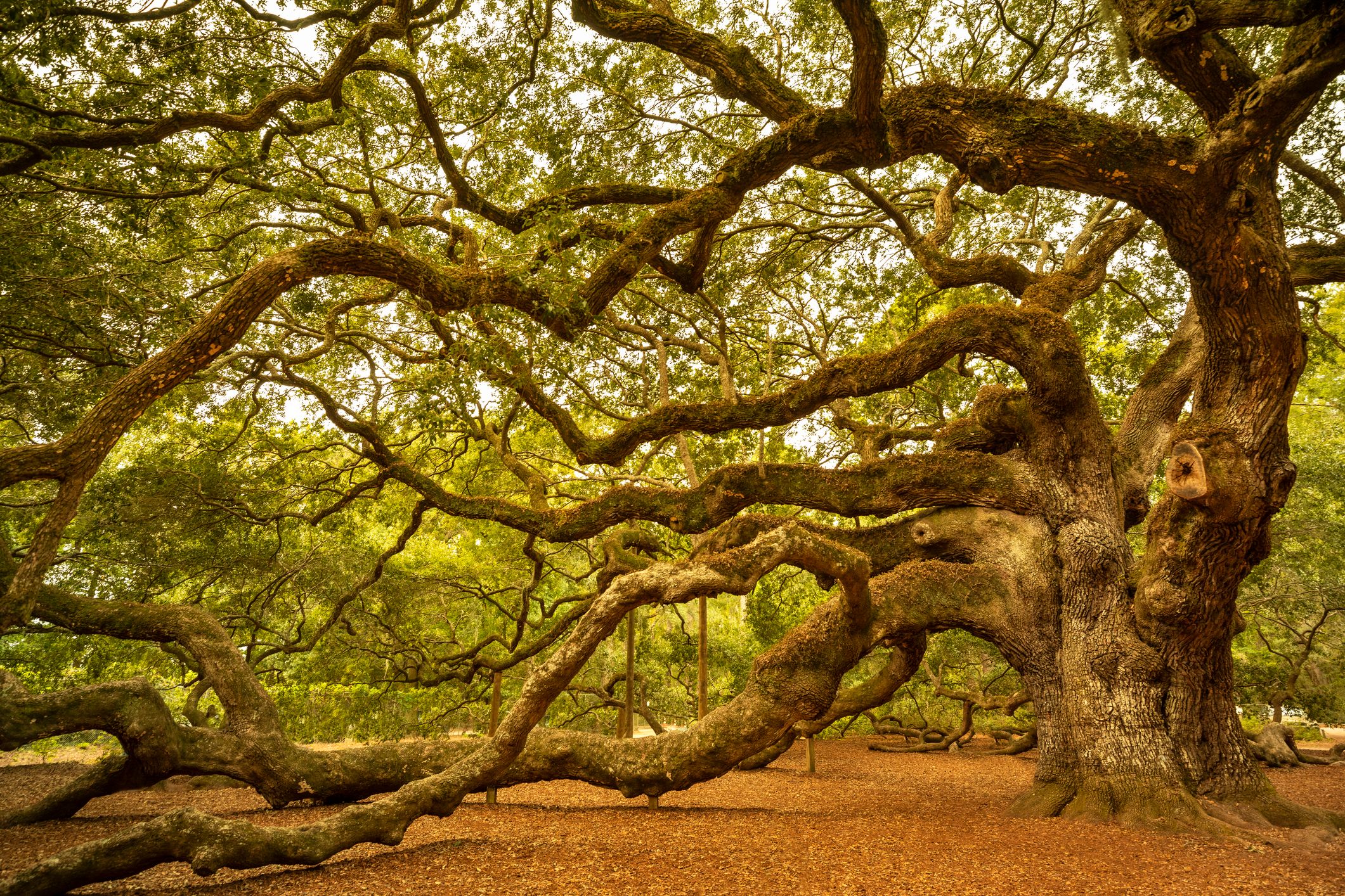 Angel Oak Tree near Charleston, South Carolina, USA