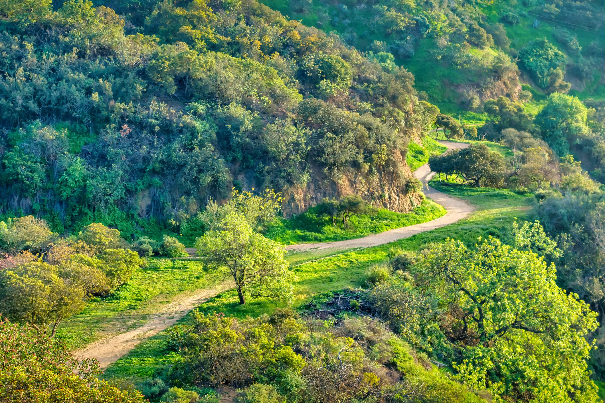 Runyon Canyon Hollywood Hills Los Angeles Hiking Trail