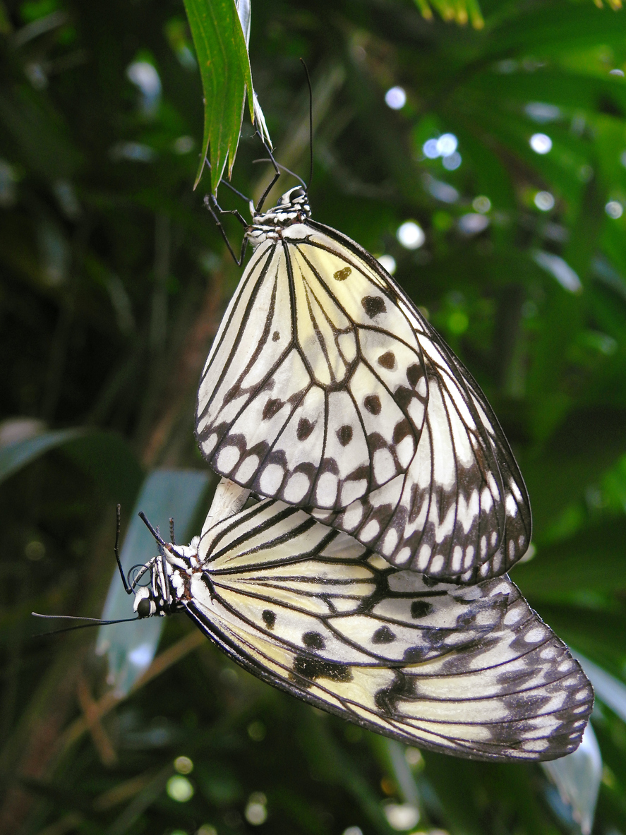 Mating Paper Kite Butterflies, Idea leuconoe, Butterfly Park & Insect Kingdom, Sentosa Island, Singapore,