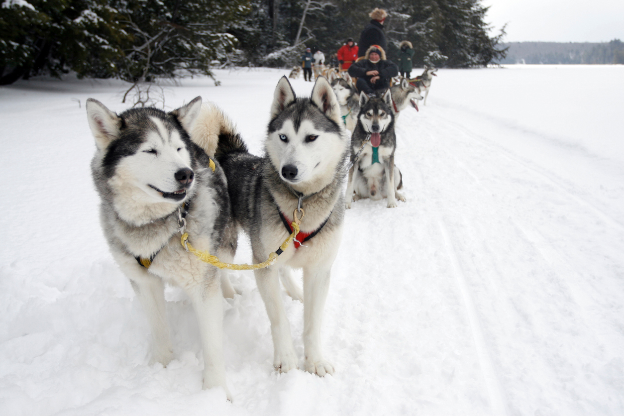 The sport of dog sledding in northern Ontario.