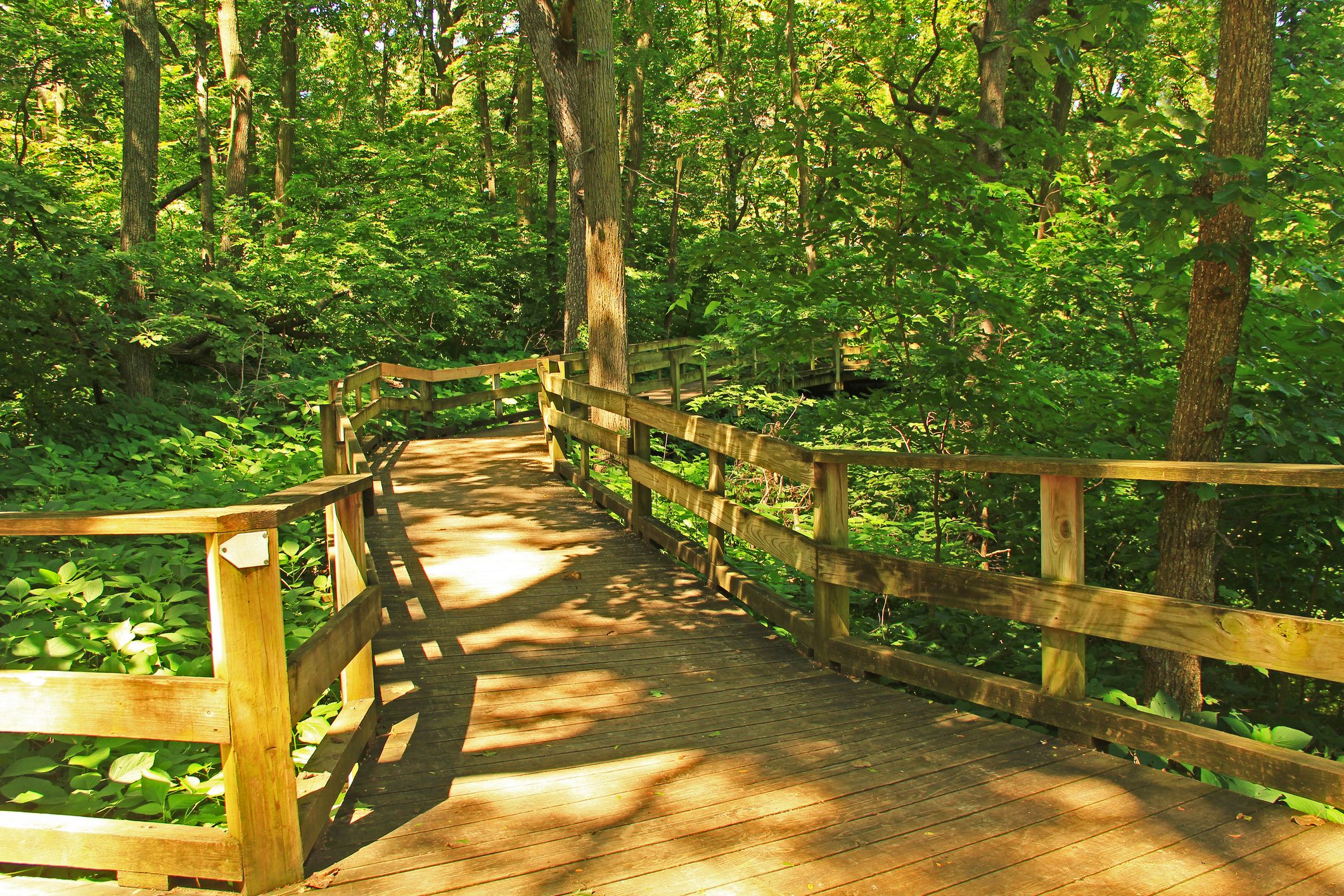 Peaceful Boardwalk Trail in Fontenelle Forest