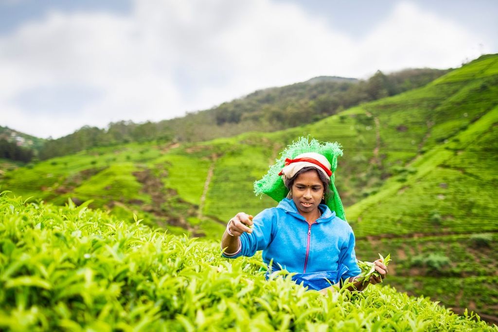 Woman picking tea in Sri Lanka