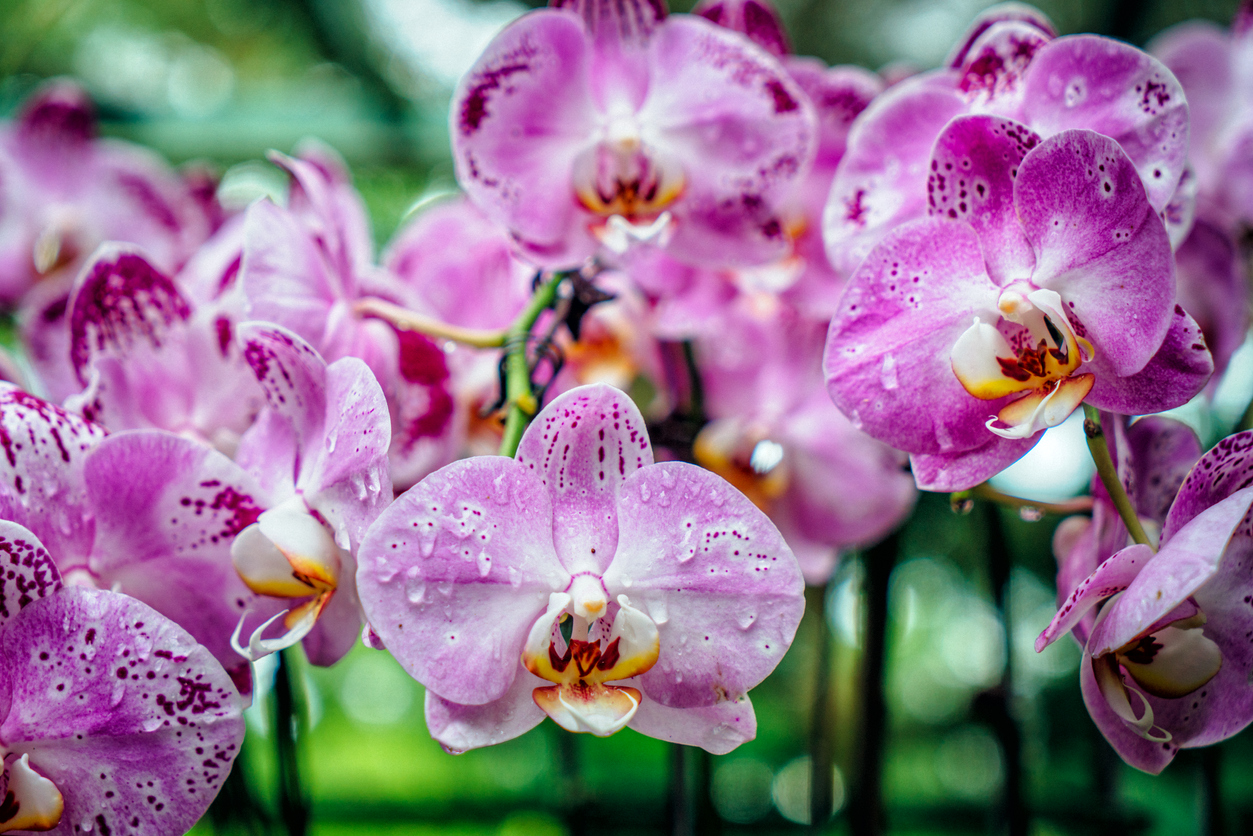 Orchid Garden
