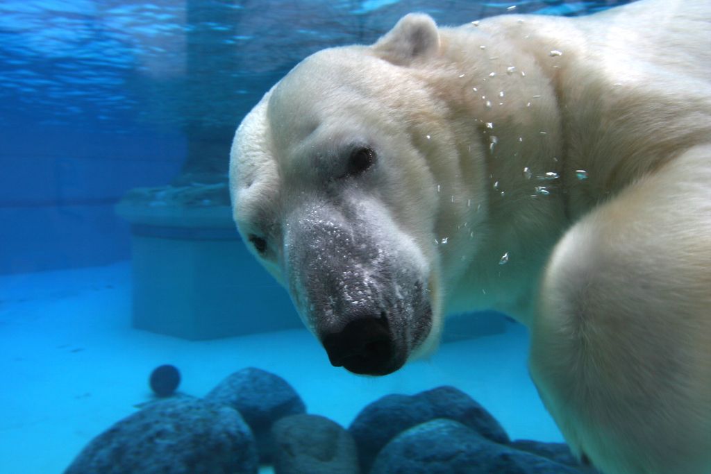 Polar Bear at the Lincoln Park Zoo, Chicago, Illinois