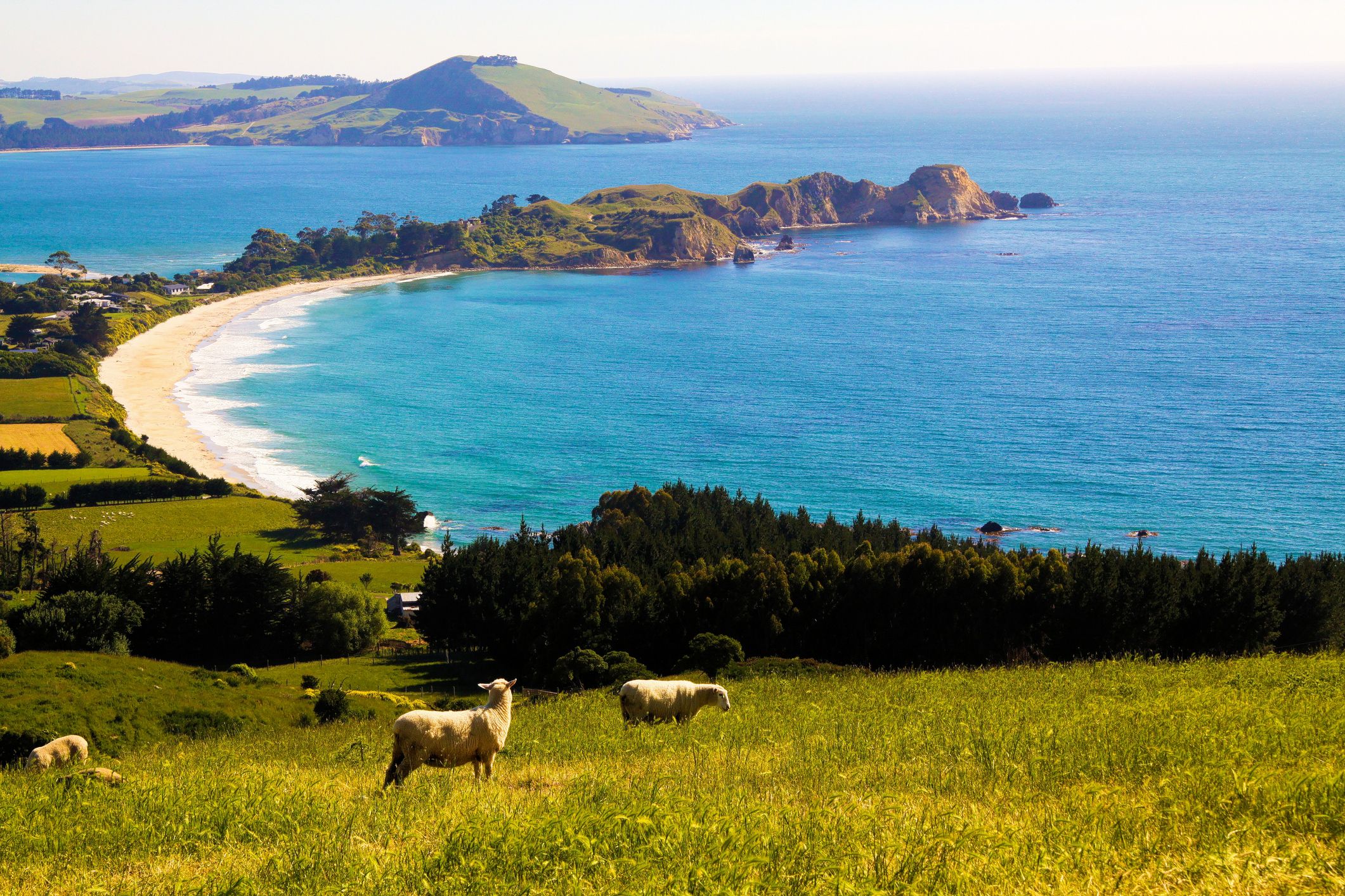 Shore on New Zealand´s south island east coast with sheep on a green meadow, near Christchurch