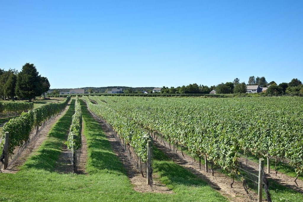 Vineyard on Long Island