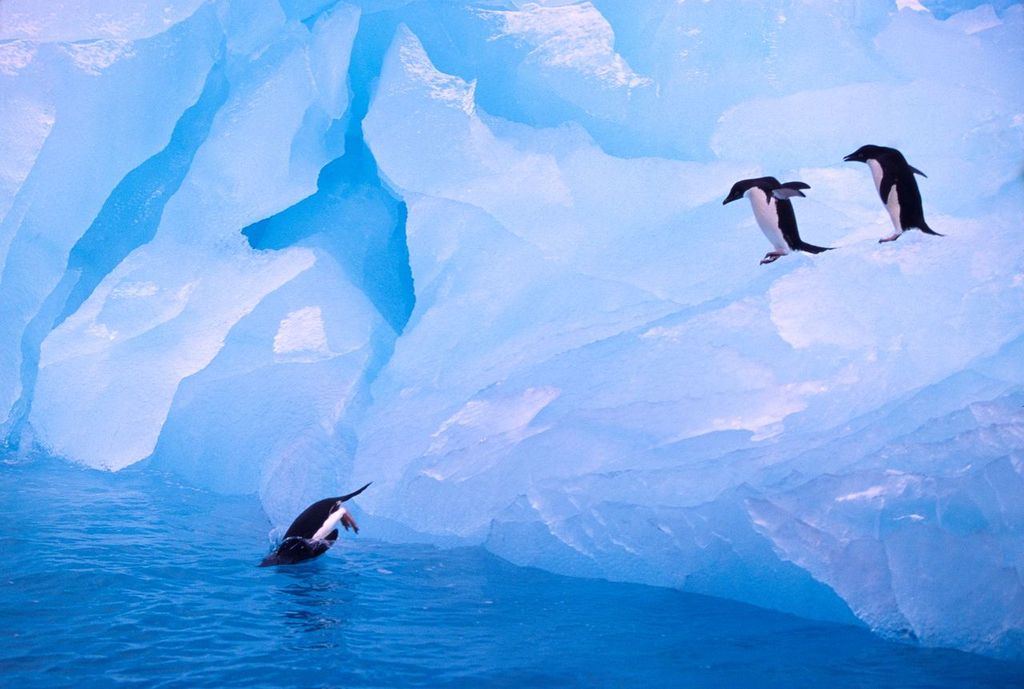A group of three Adelie Penguins slides off of a blue ice berg in Antarctica