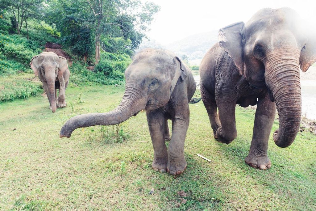 Thailand Elephants Roaming Free in Chiang Mai, Thailand