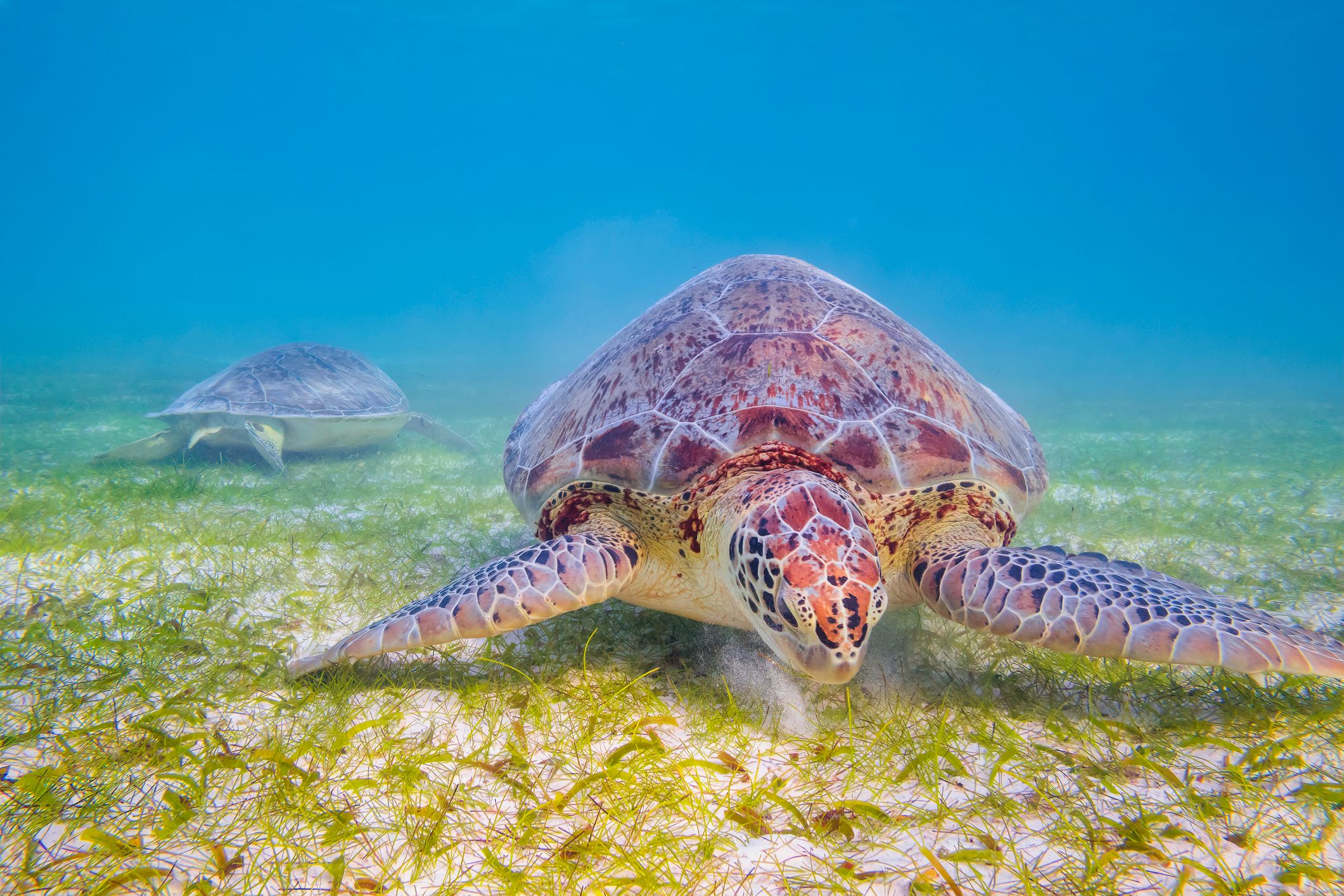 Group of Green Sea Turtle in Caribbean Sea - Akumal Bay - Riviera Maya / Cozumel , Quintana Roo , Mexico