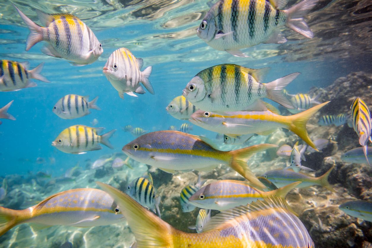 Caribbean sea underwater coral reef with colorful tropical fish, Greater Antilles, Cuba