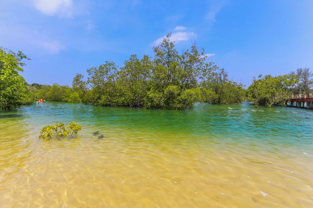 Havelock Island Mangrove forest with a person kayaking barely visible in the background.