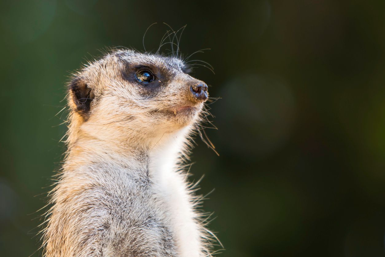 African Meercat standing watch at the San Francisco Zoo