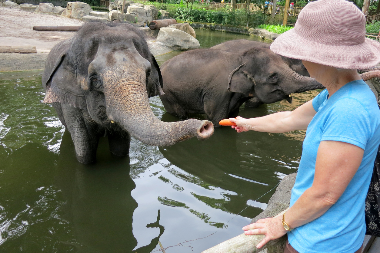 Tourist Feeding Asian Elephant at Singapore Zoo