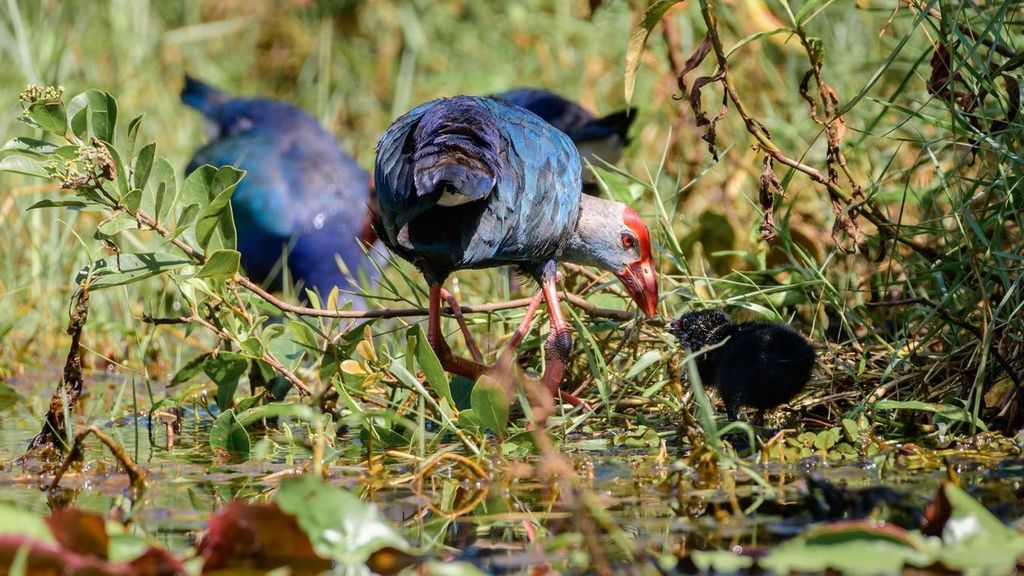 Group of grey-headed swamphens with little chicks walking in the swamps in Diyasaru park