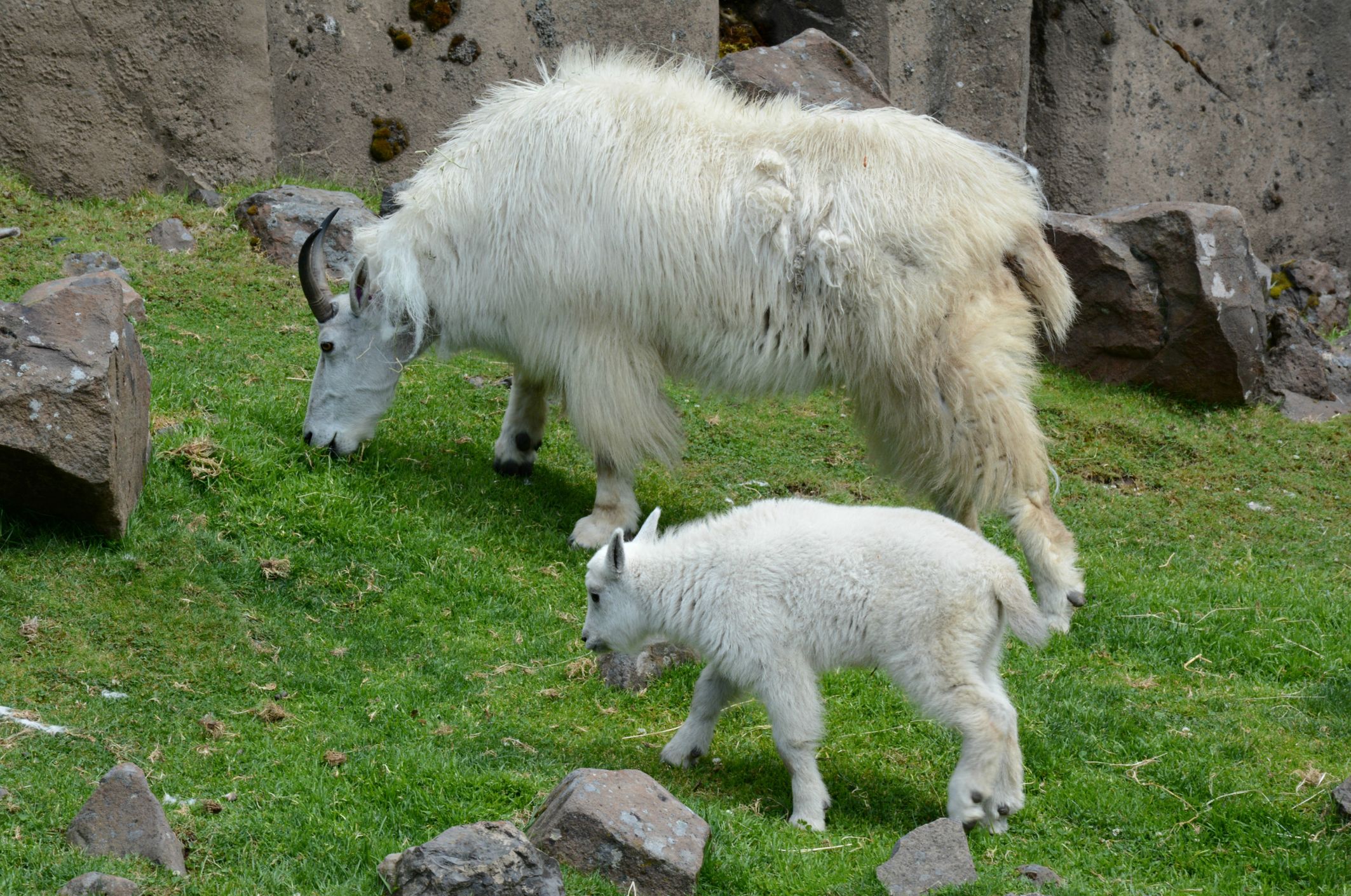 Rocky Mountain Goat Family at Oregon Zoo in Portland