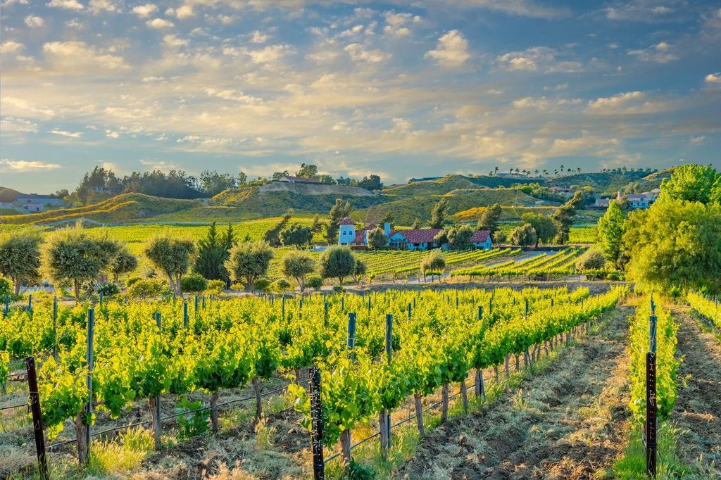 California spring vineyard in the Temecula Valley