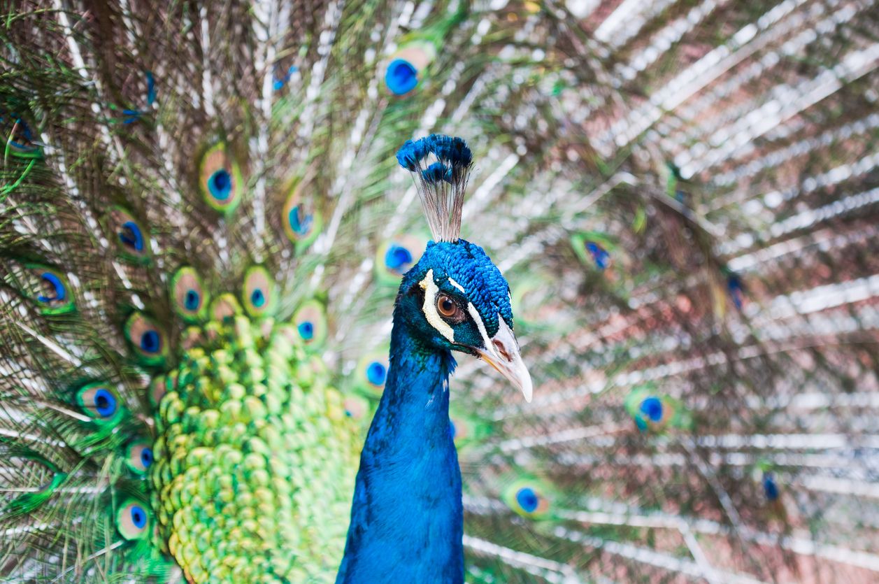 An Indian peacock (Pavo cristatus)