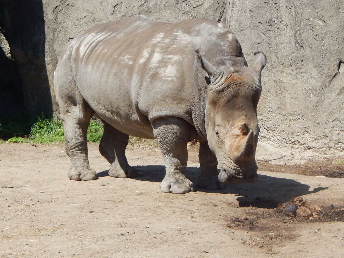 Southern White Rhinoceros at the Indianoplis Zoo in Indianapolis, Indiana
