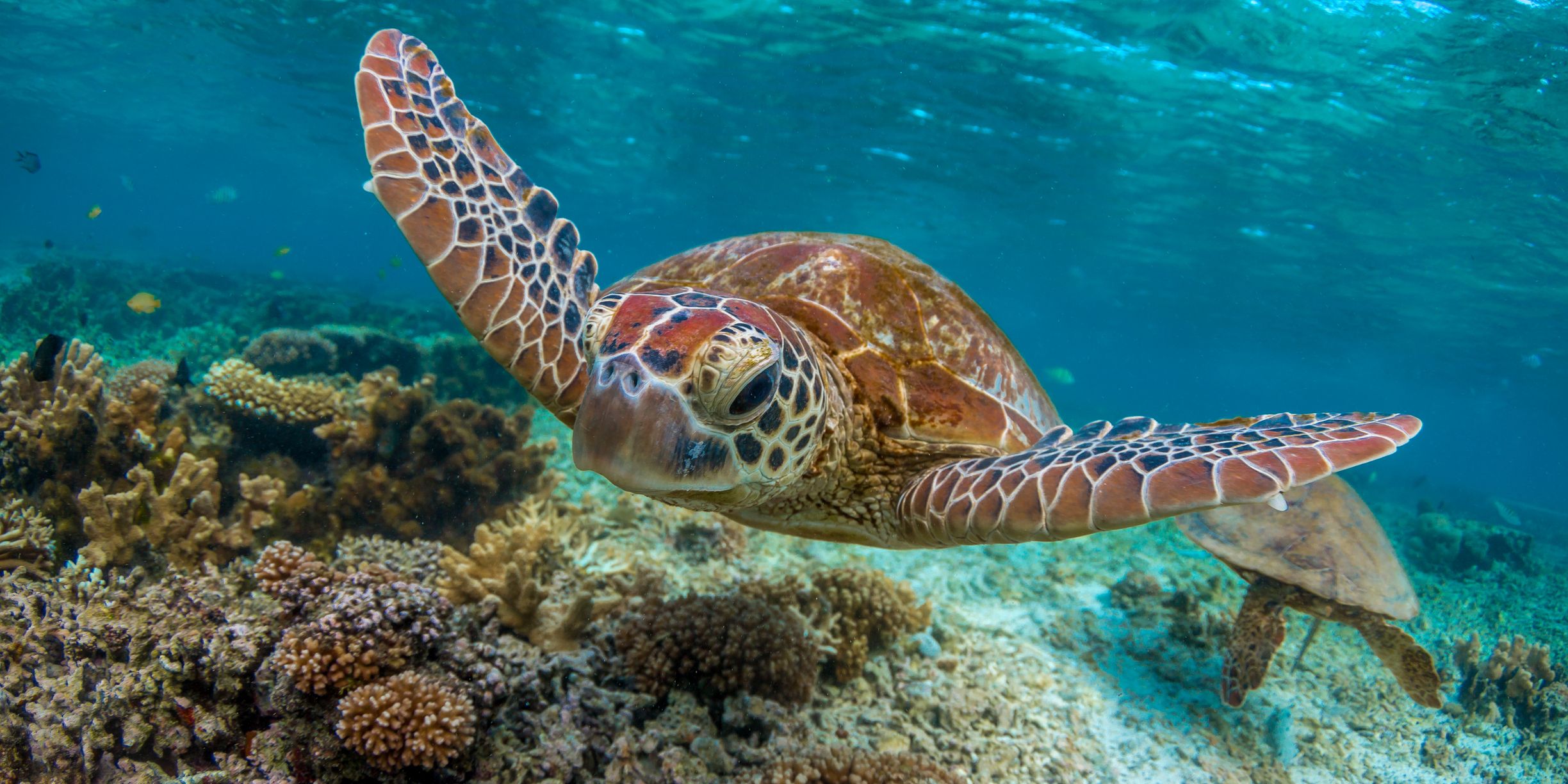 Green Turtle Swimming on the Great Barrier Reef, Queensland, Australia