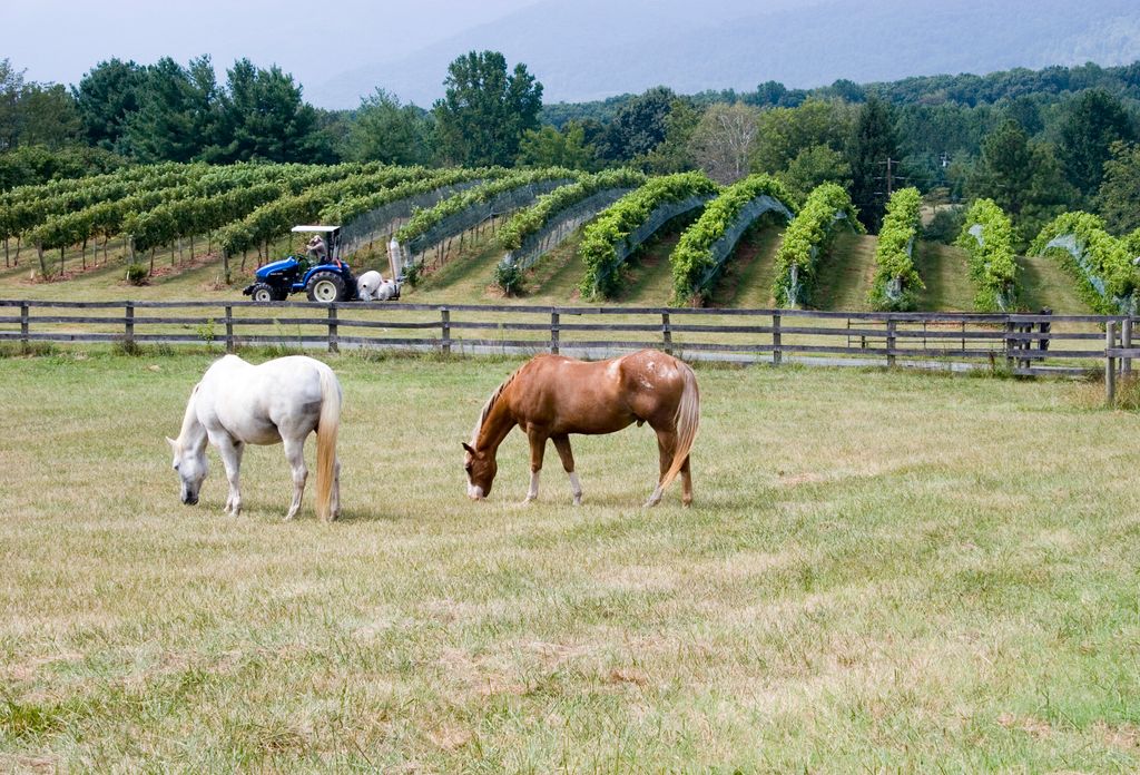 Winery in Barboursville, Virgina.