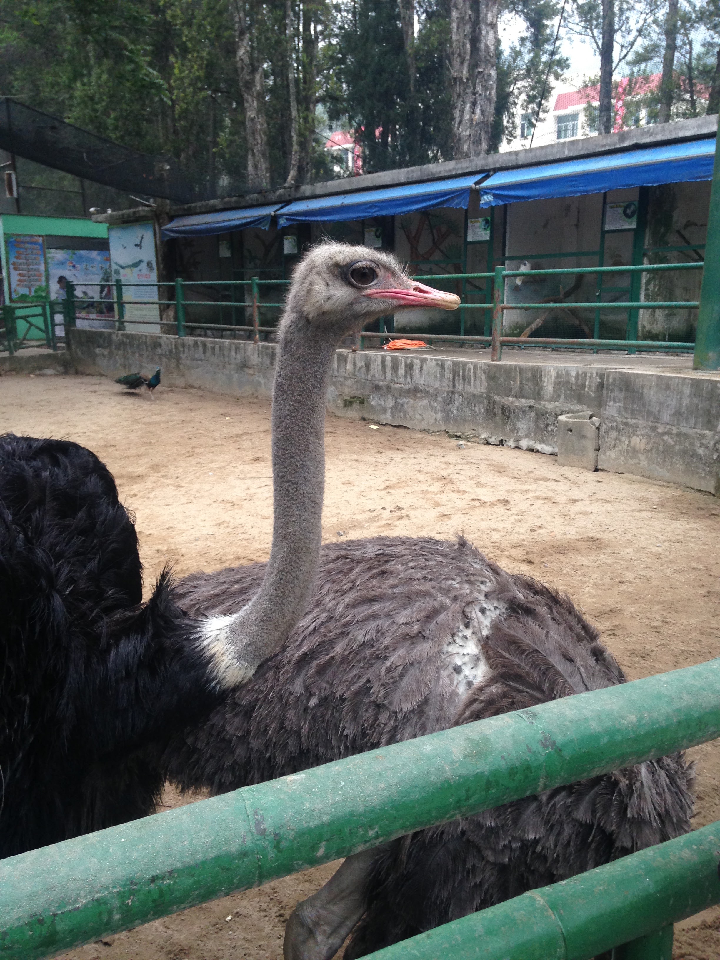 Two Osteriches at the Bird section at Fuzhou National Forest Park