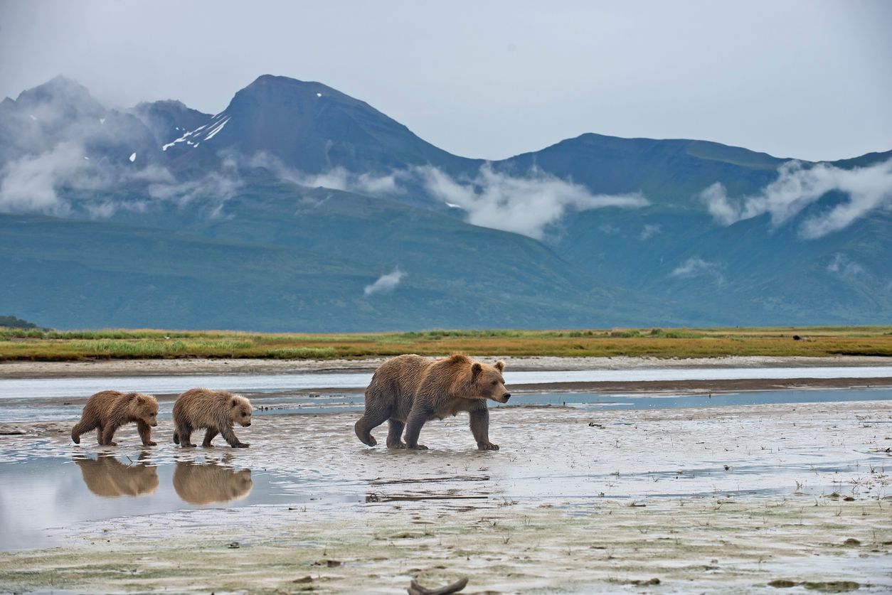 A Brown Bear mother and cubs in Katmai National Park in Alaska