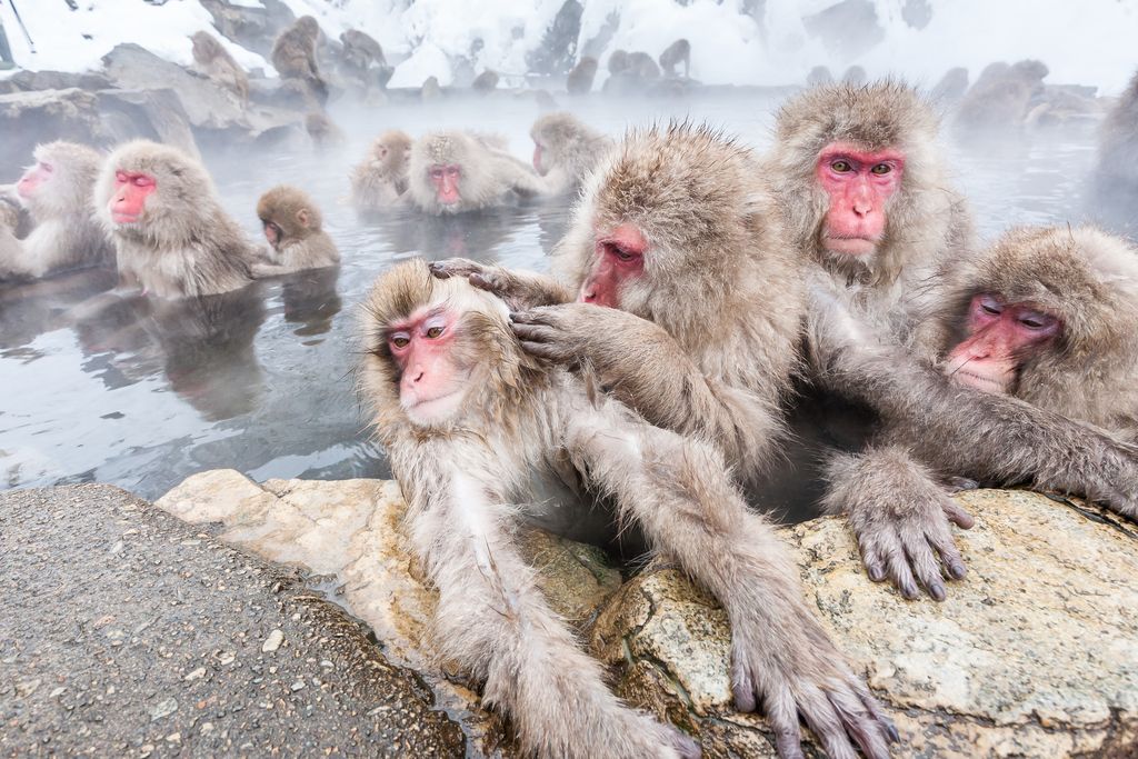 Group of snow monkeys sitting in a hot spring at Jigokudani Yaen-Koen, Nagano Prefecture, Japan