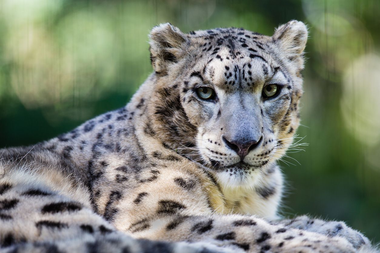 Snow Leopard looking at camera