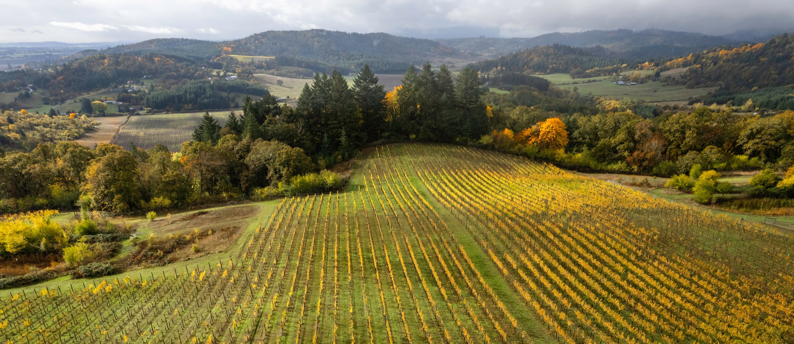 Aerial View of Vineyards in the Willamette Valley