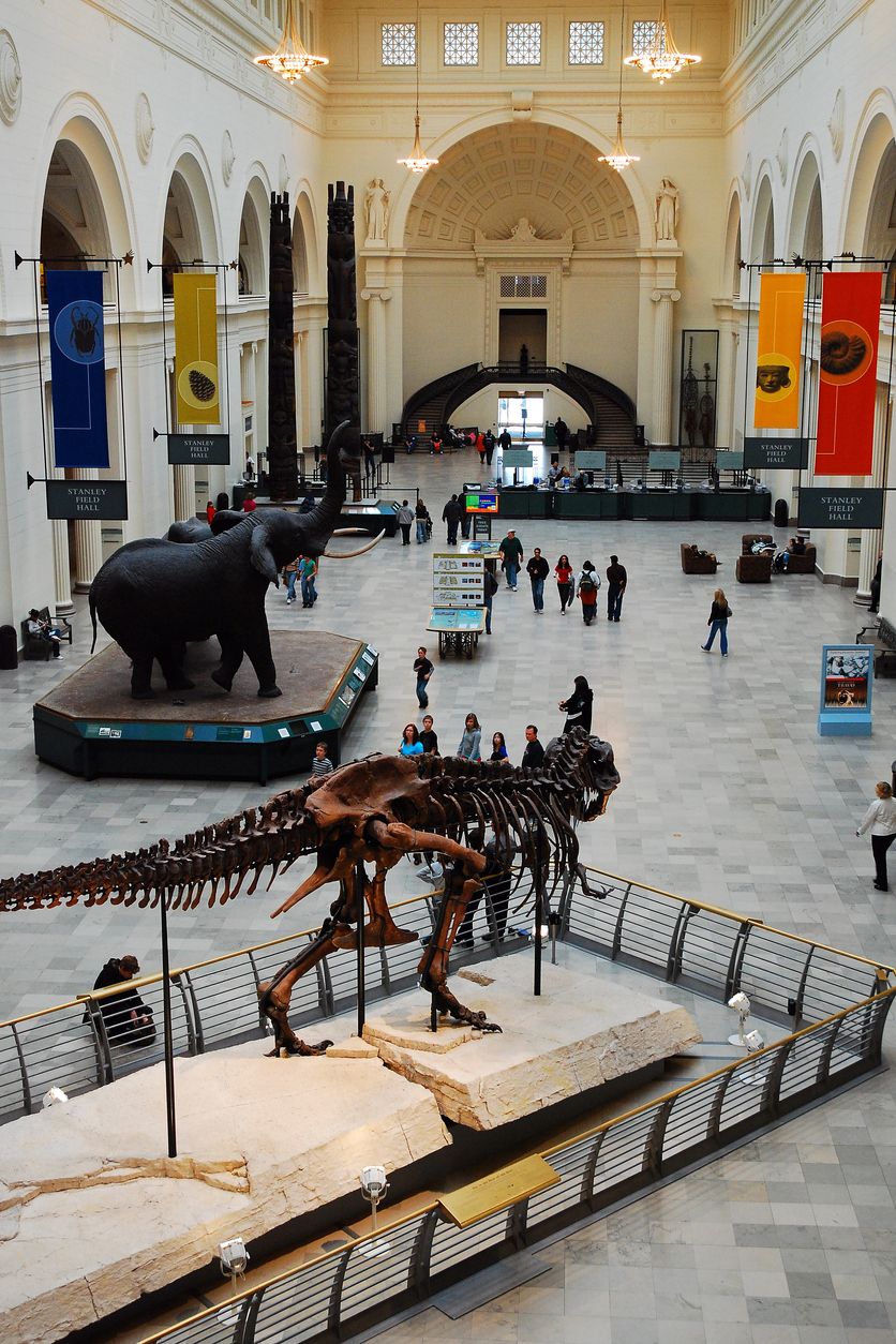 Main Floor of the Famous Field Museum in Chicago with Sue, the Most Complete T Rex Ever Found