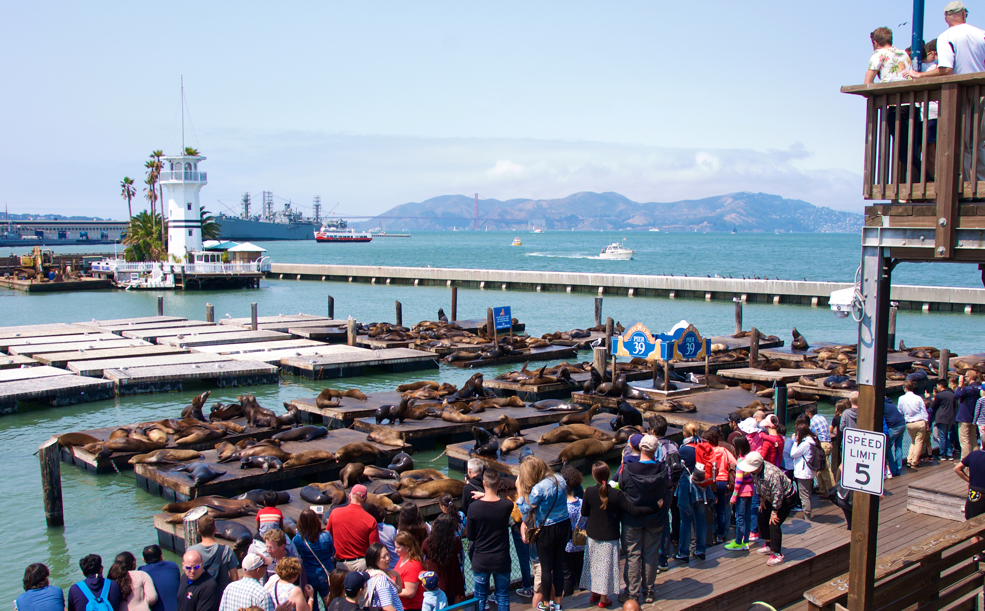 Sea Lions on Pier 39 with Golden Gate Bridge in the distance, San Francisco