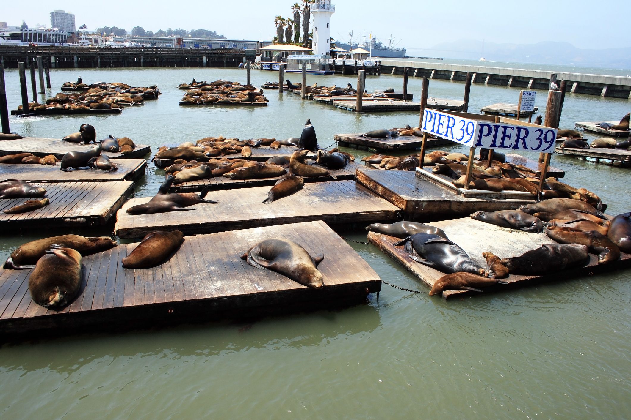 Sea lions at Pier 39, Fisherman's Wharf, San Francisco