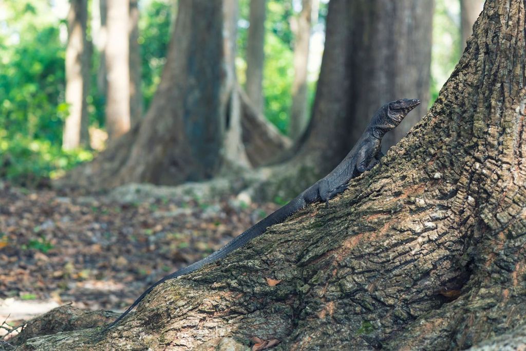 Black Varanus in the forest of Andaman Islands, India.