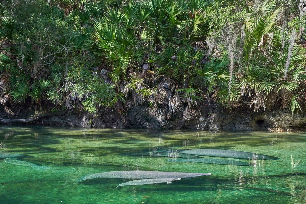 Wintering Manatees in the Blue Spring State Park