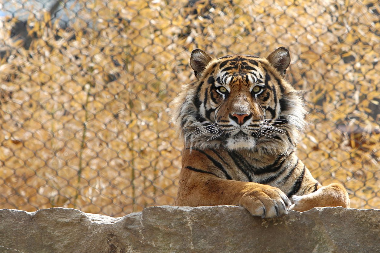 Tiger at the Kansas City Zoo