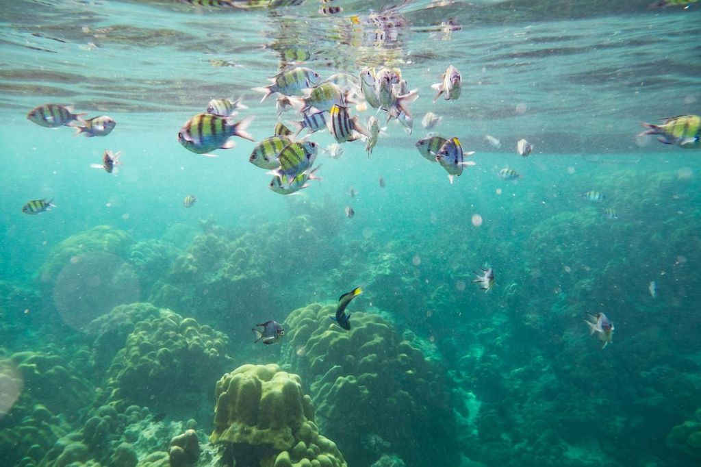 Underwater fish around coral reef in the Andaman Islands