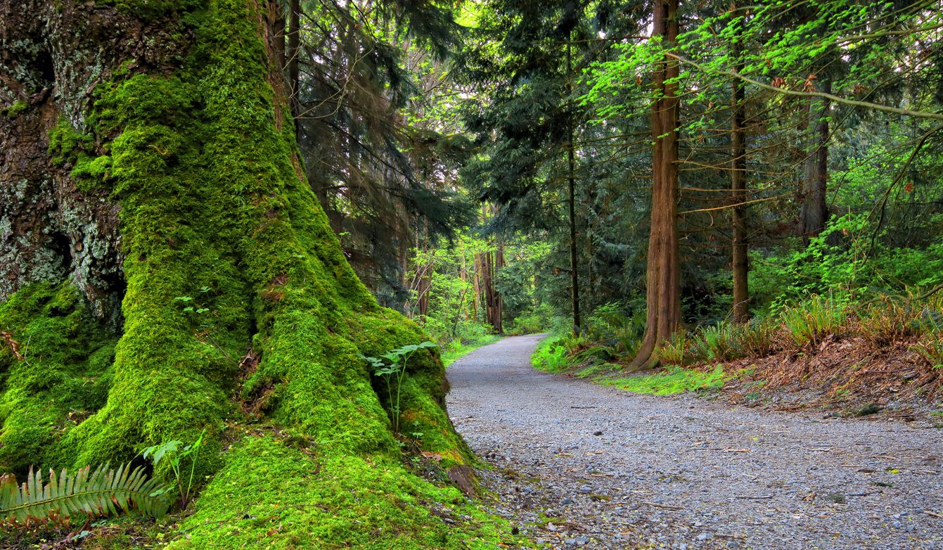 Trail in Stanley Park