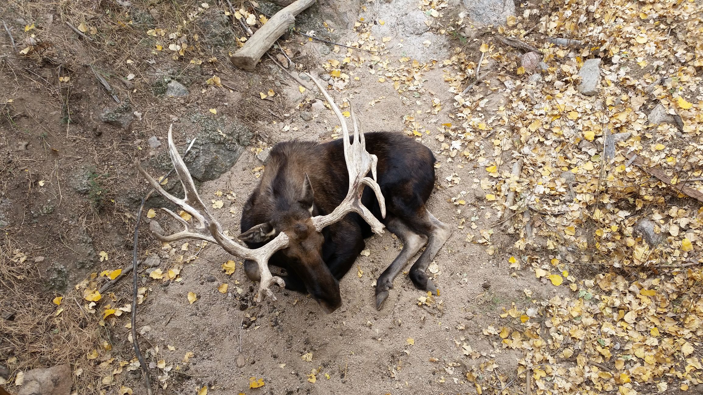 Moose at Cheyenne Mountain Zoo, Colorado Springs
