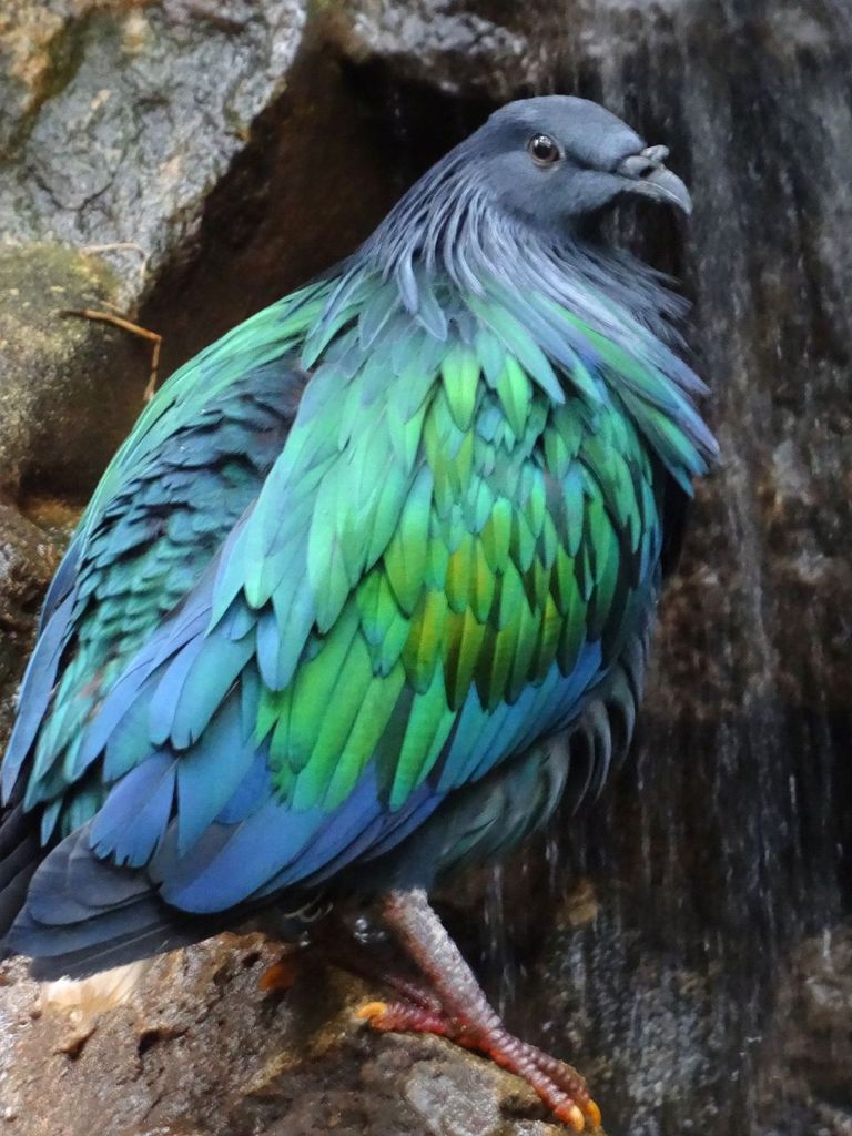 Wild Nicobar pigeon bird found in the jungle in the Andaman Islands, India.
