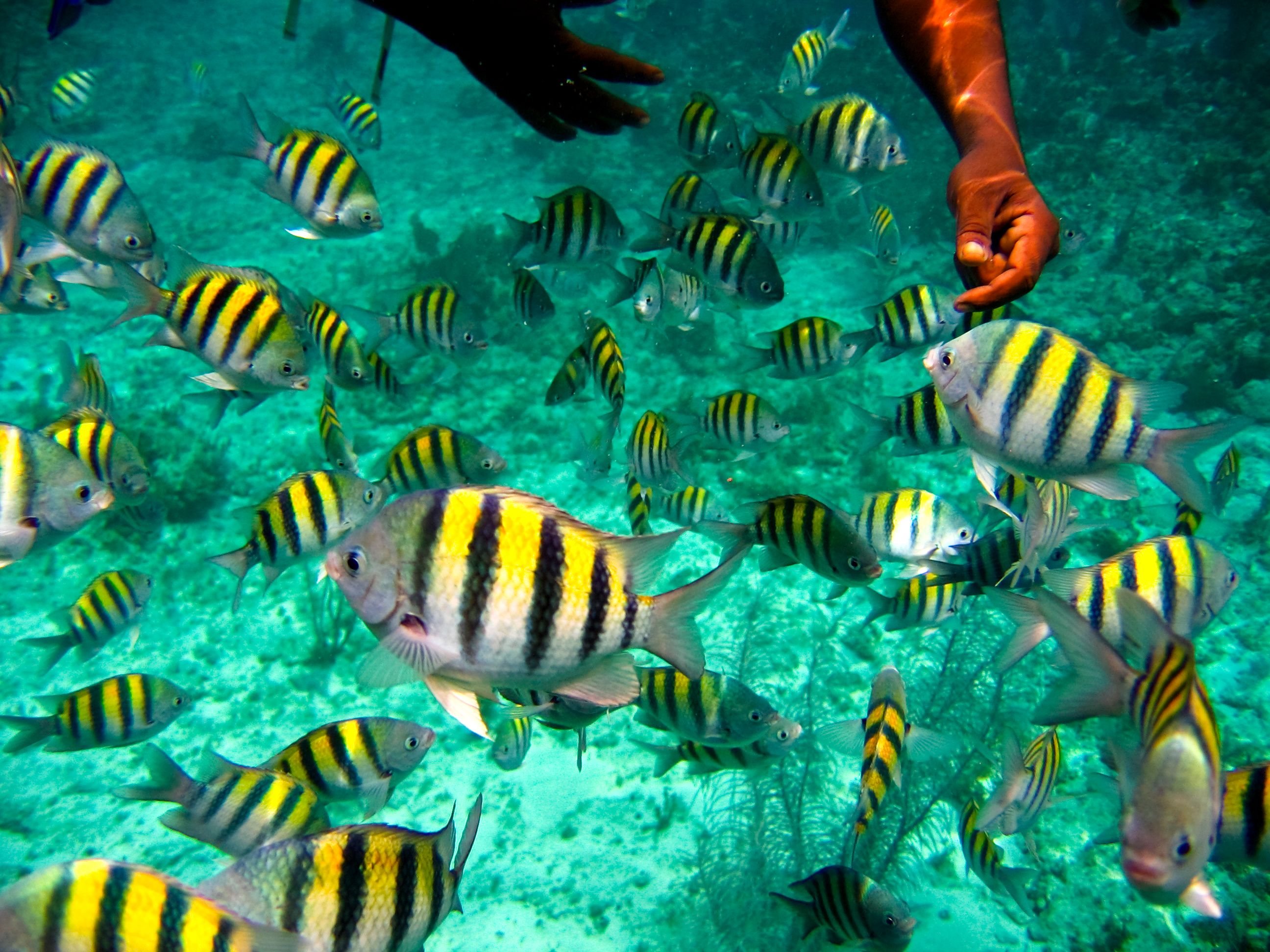 Snorkeling in Jamaica