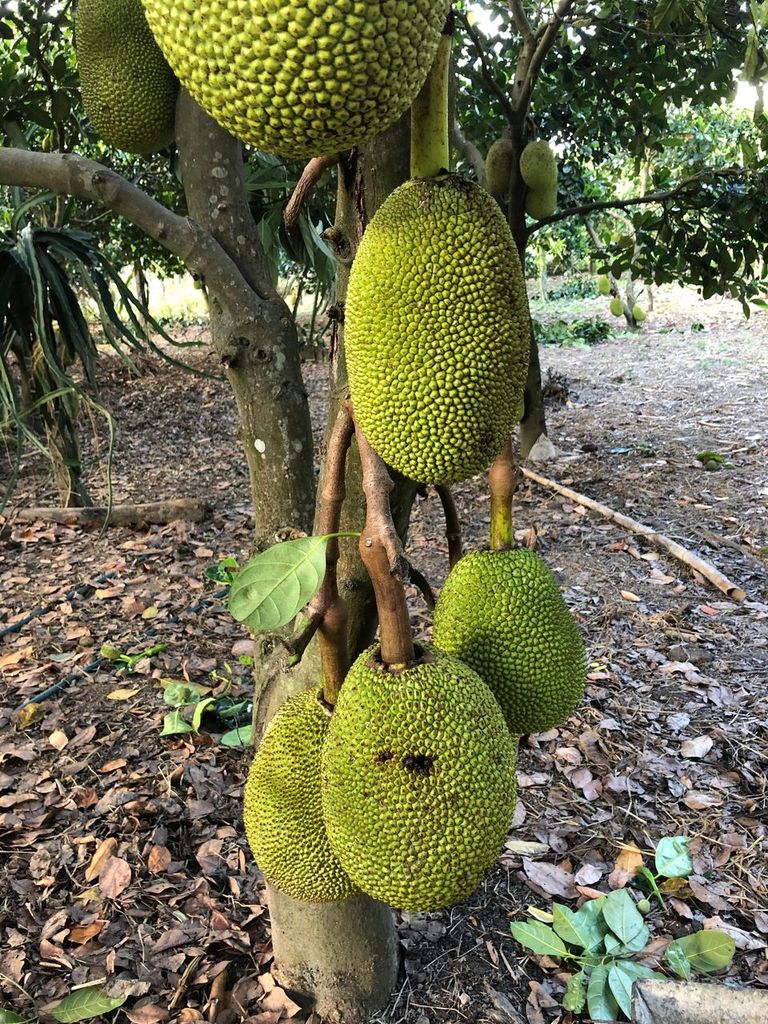 Jackfruit Tree in Kon Tum, Vietnam