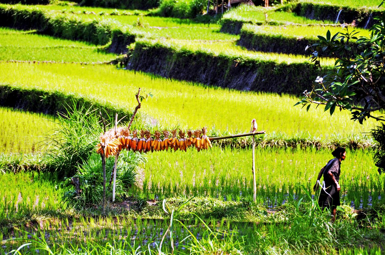 Indonesia. Bali. Sidemen