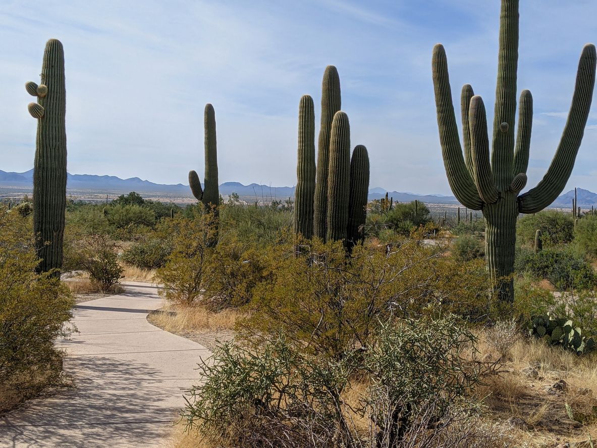 Saguaro National Park west section Tucson Arizona and footpath through park