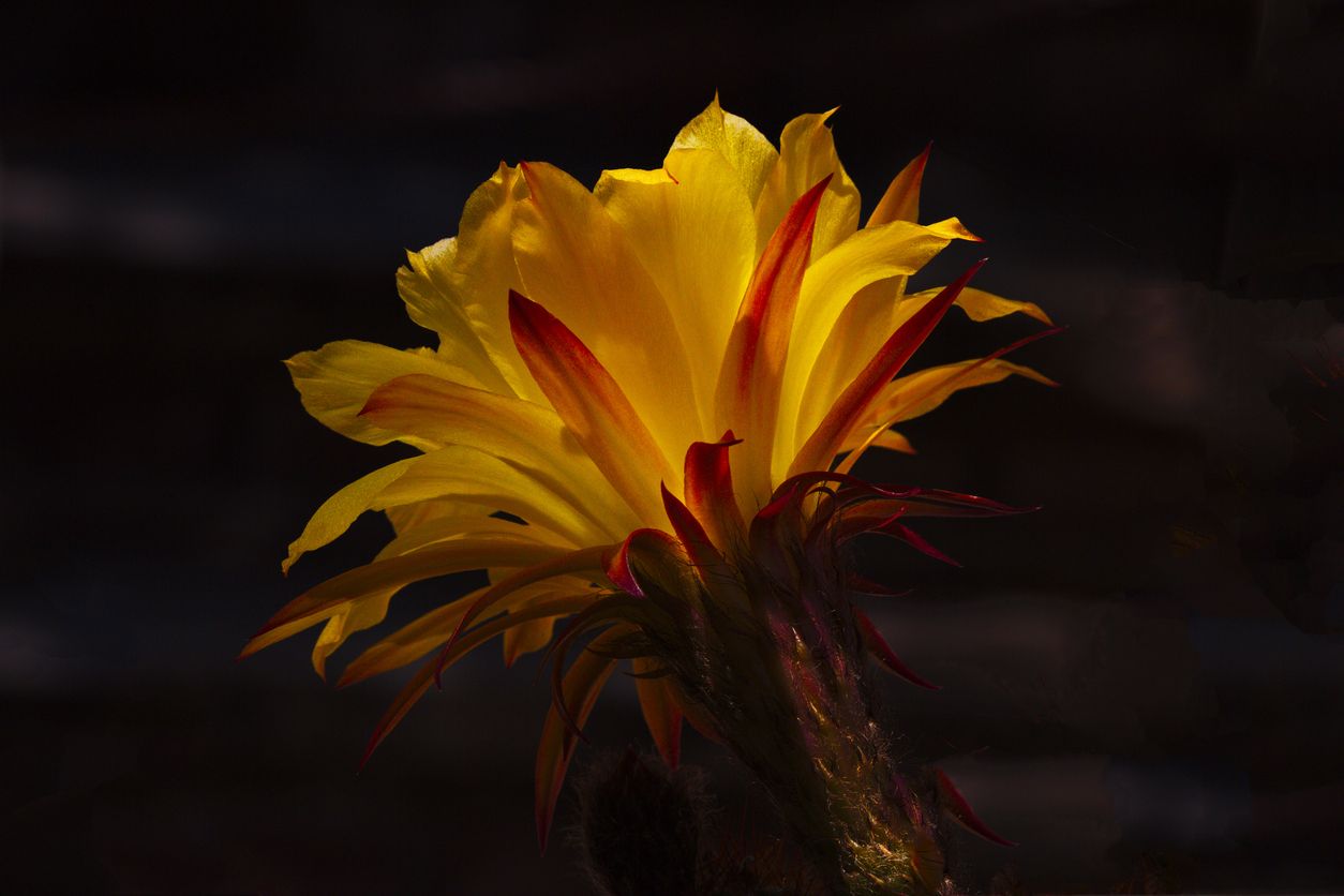Trichocereus hybrid in stunning bloom against dark background in award-winning Tohono Chul Park, Tucson, Arizona.