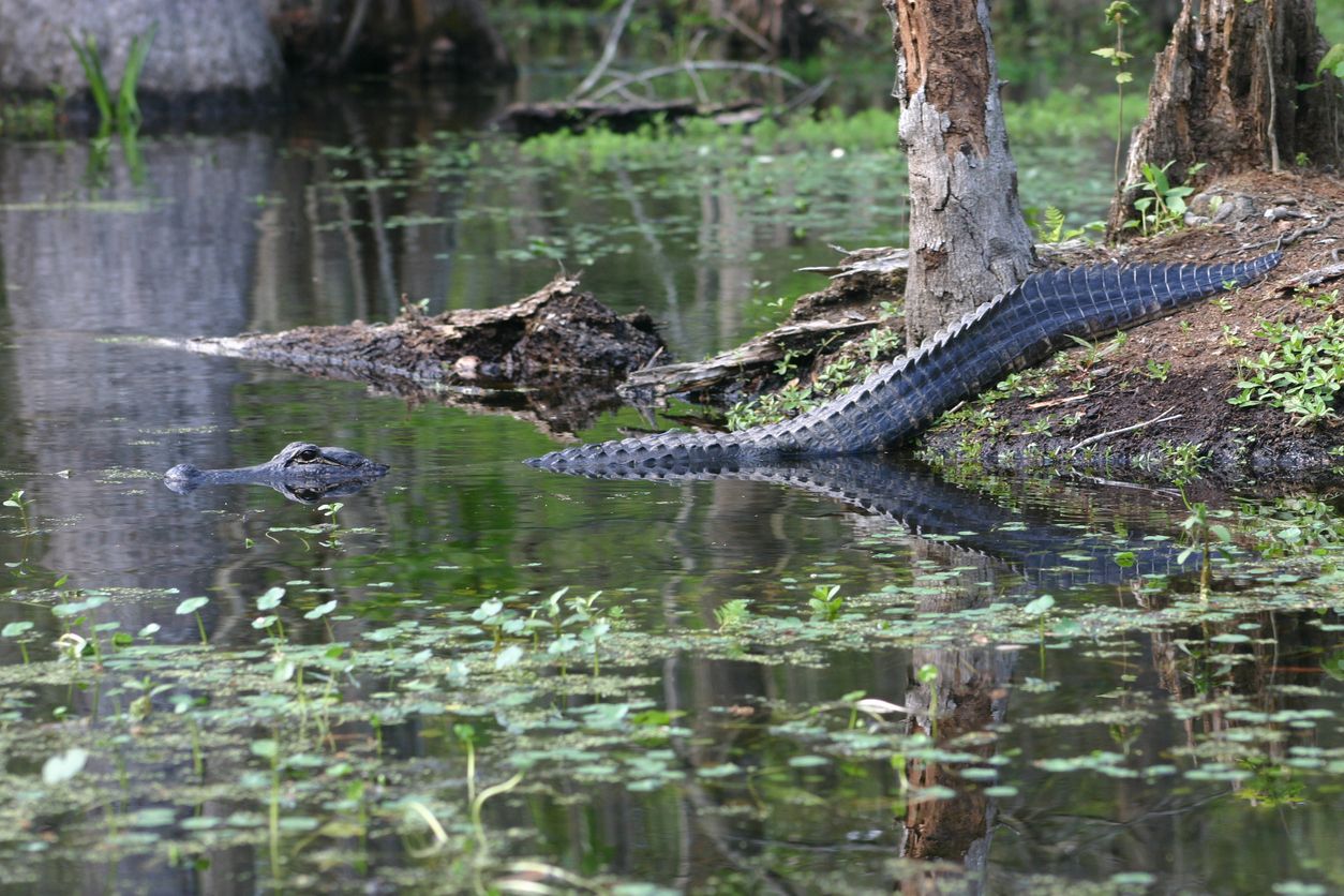 Alligator in the New Orleans Bayou